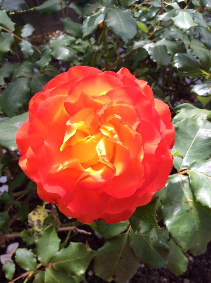 Il Giardino Bed & Breakfast Newquay  Bagian luar foto
